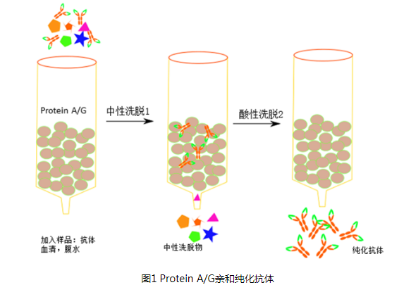 Protein A/G亲和纯化抗体